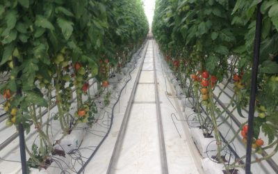 Unicamp volta a oferecer curso de extensão em Hidroponia e Cultivo sem Solo