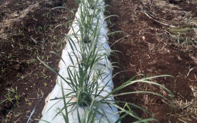 EACEA Signature MPB Care Planting – a mais nova solução da EACEA